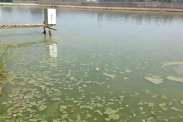 鱼塘中的绿藻怎么清理，可采取注水、消毒、加深水位等措施