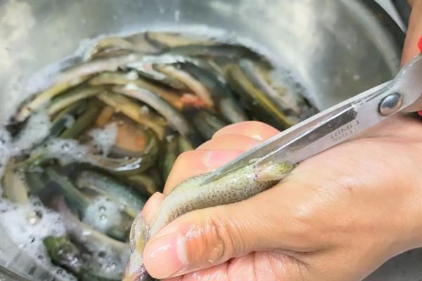 泥鳅如何杀，在颈部剪一道横口