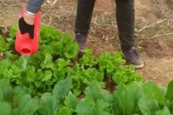 秋白菜的追肥时间，底肥不足时在3-4片真叶期追施硫酸铵