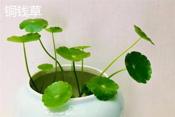花卉开花有什么寓意，不同品种代表的含义有区别