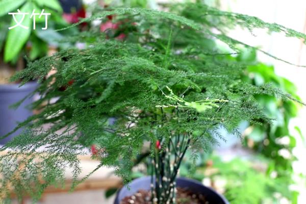 花卉开花有什么寓意，不同品种代表的含义有区别