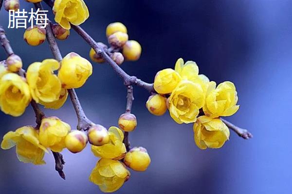 花卉开花有什么寓意，不同品种代表的含义有区别