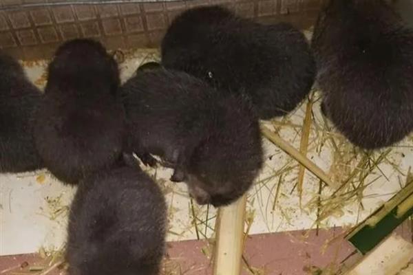竹鼠养殖需要具备什么条件，首先要一个固定的场所