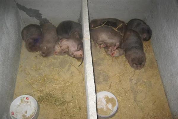 竹鼠养殖需要具备什么条件，首先要一个固定的场所