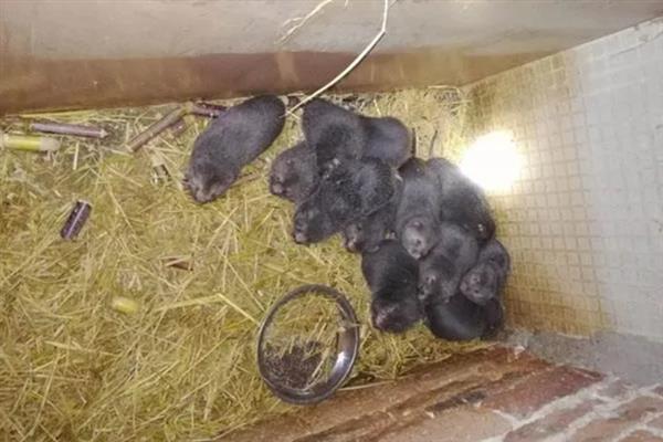 竹鼠养殖需要具备什么条件，首先要一个固定的场所