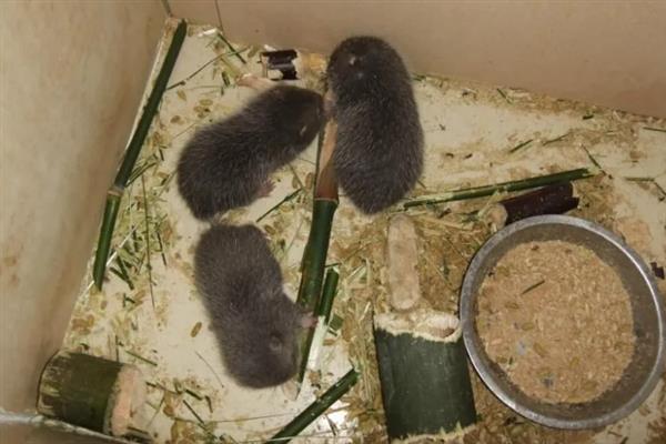 竹鼠养殖需要具备什么条件，首先要一个固定的场所