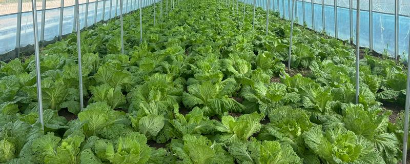 棚菜的浇水技巧，冬季在上午10点后下午3点前浇水