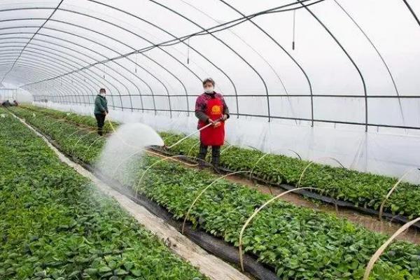 棚菜的浇水技巧，冬季在上午10点后下午3点前浇水