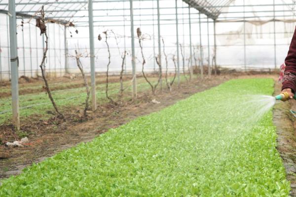 棚菜的浇水技巧，冬季在上午10点后下午3点前浇水