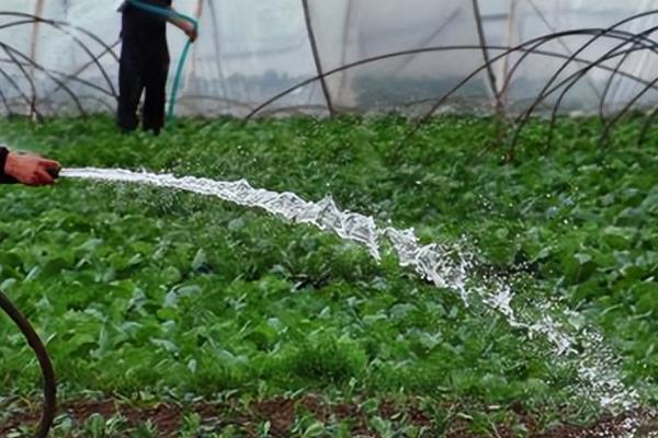 棚菜的浇水技巧，冬季在上午10点后下午3点前浇水