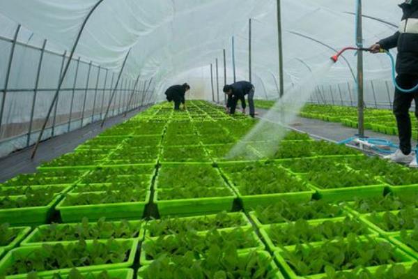 棚菜的浇水技巧，冬季在上午10点后下午3点前浇水