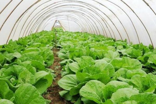 棚菜的浇水技巧，冬季在上午10点后下午3点前浇水
