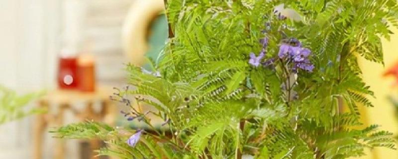 蓝花楹怎么种植，温度控制在20-30度之间