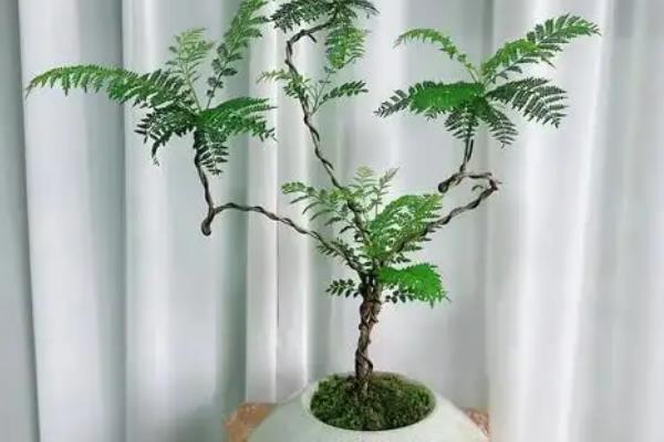 蓝花楹怎么种植，温度控制在20-30度之间