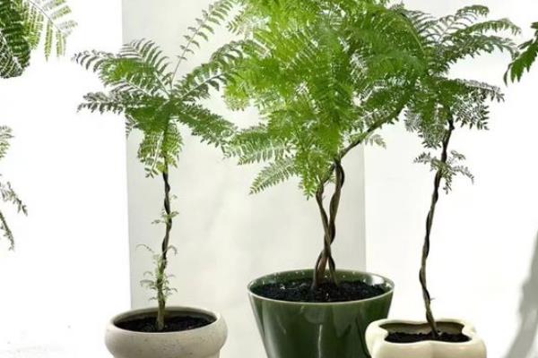 蓝花楹怎么种植，温度控制在20-30度之间