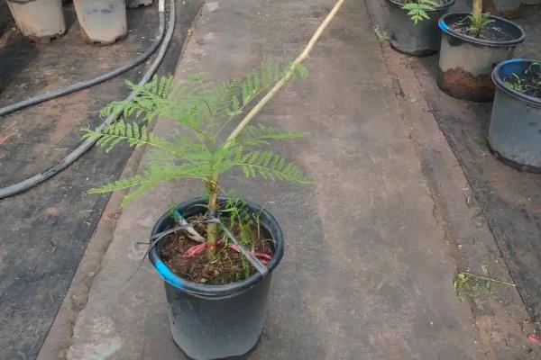 蓝花楹怎么种植，温度控制在20-30度之间