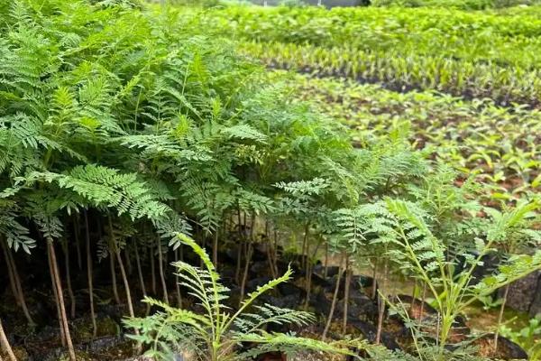 蓝花楹怎么种植，温度控制在20-30度之间