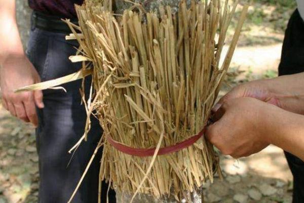 蓝花楹怎么种植，温度控制在20-30度之间