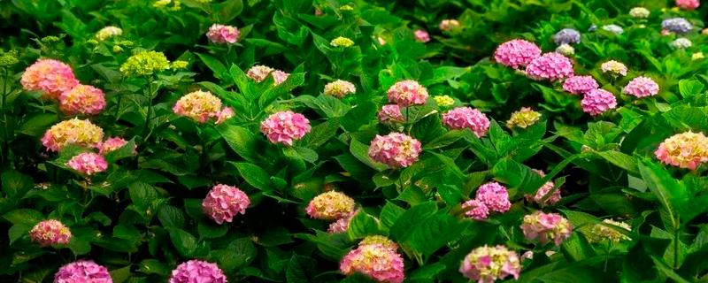 八仙花什么时候开花，开放时间多为6-8月份