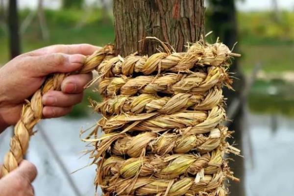 蓝花楹怎么种植，温度控制在20-30度之间