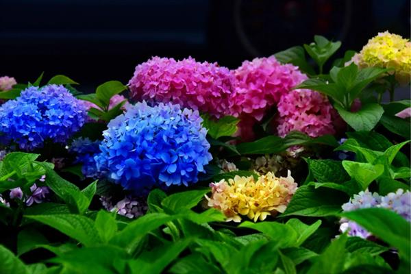 八仙花什么时候开花，开放时间多为6-8月份