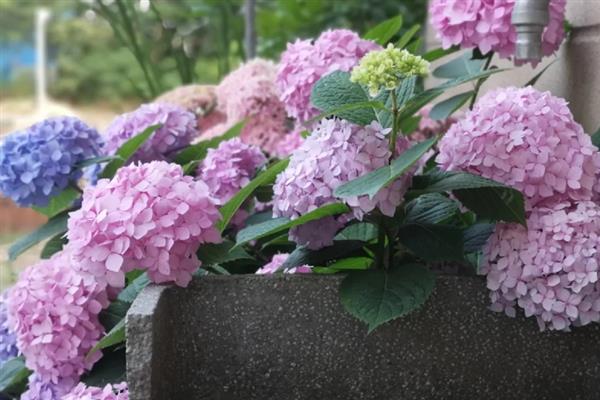 八仙花什么时候开花，开放时间多为6-8月份