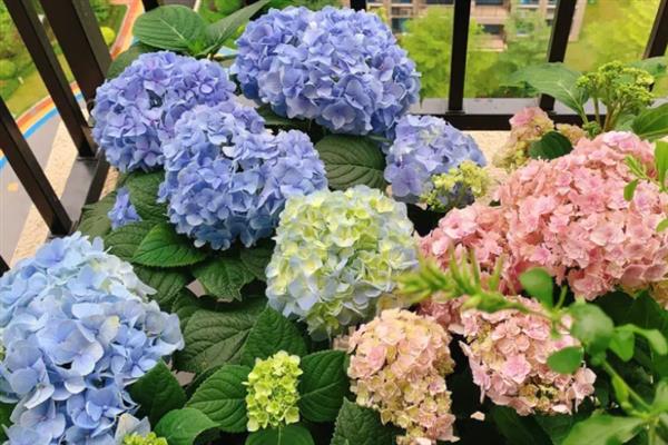 八仙花什么时候开花，开放时间多为6-8月份
