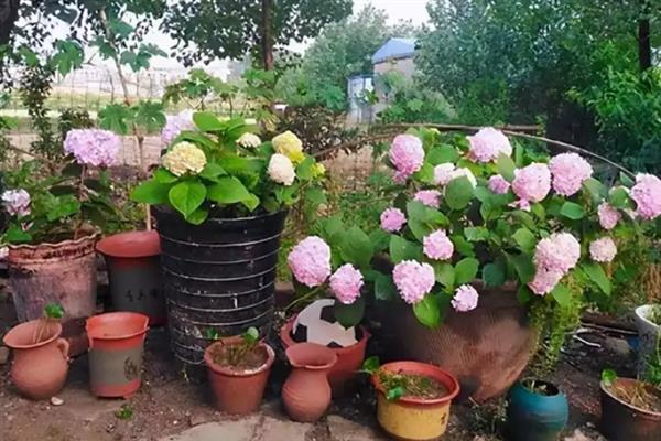 八仙花什么时候开花，开放时间多为6-8月份