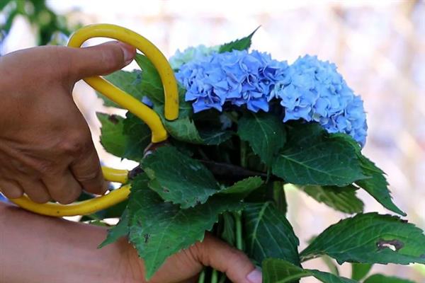 八仙花什么时候开花，开放时间多为6-8月份