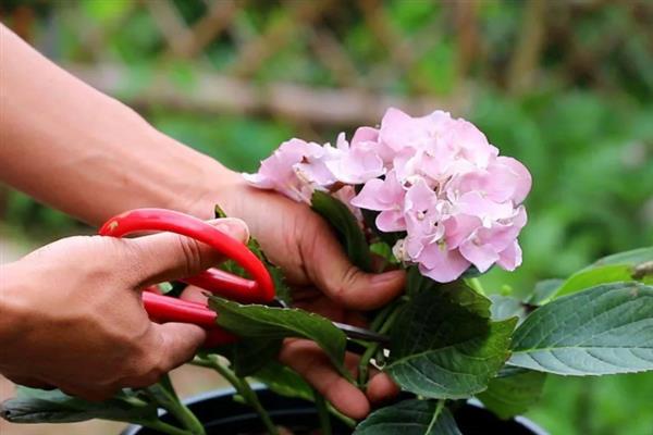 八仙花什么时候开花，开放时间多为6-8月份