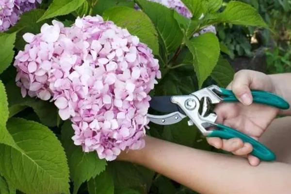 八仙花什么时候开花，开放时间多为6-8月份