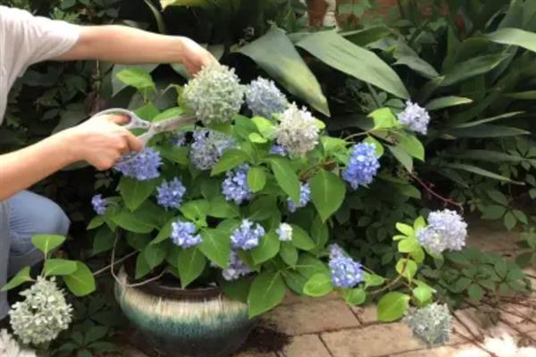八仙花什么时候开花，开放时间多为6-8月份