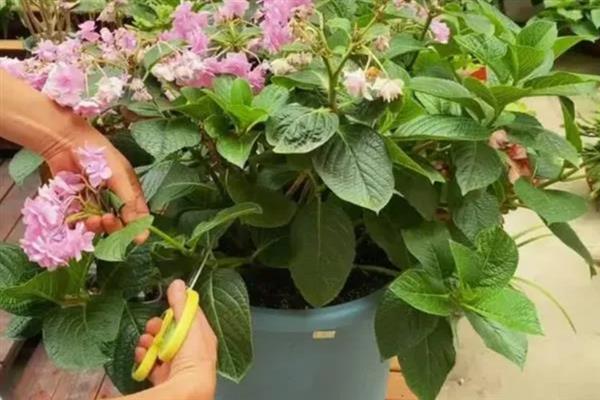 八仙花什么时候开花，开放时间多为6-8月份