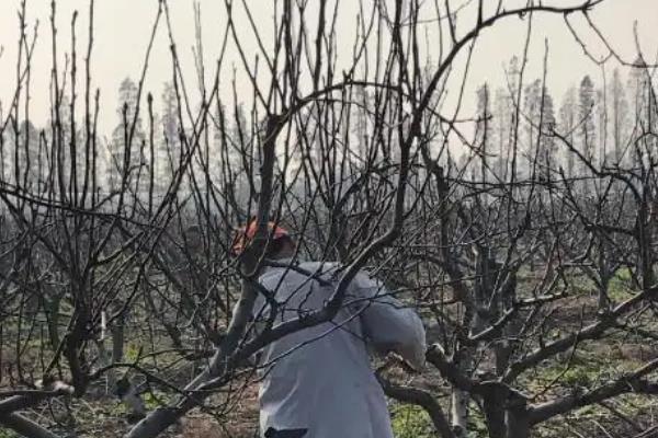 怎么修剪柿树，夏季要剪除徒长枝