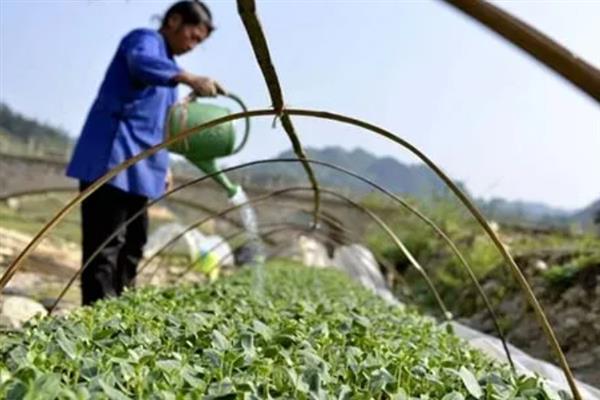 西瓜一棵结多少个果，通常能结3-5个果