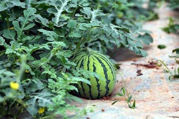 西瓜一棵结多少个果，通常能结3-5个果