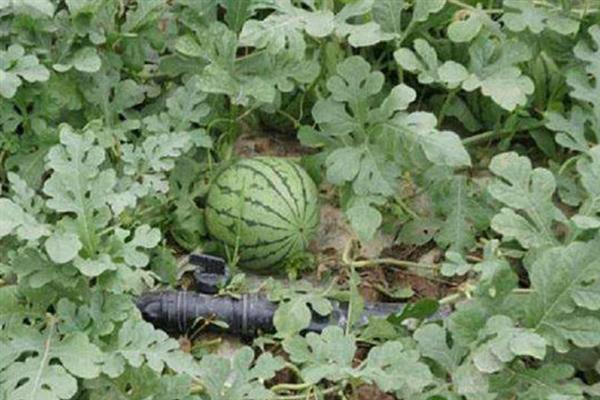 西瓜一棵结多少个果，通常能结3-5个果