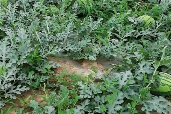 西瓜一棵结多少个果，通常能结3-5个果