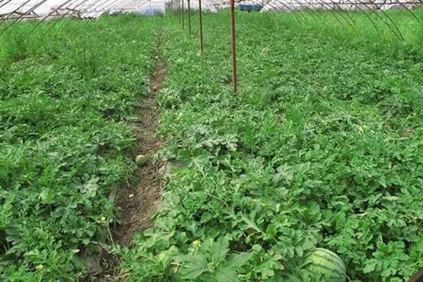 西瓜一棵结多少个果，通常能结3-5个果