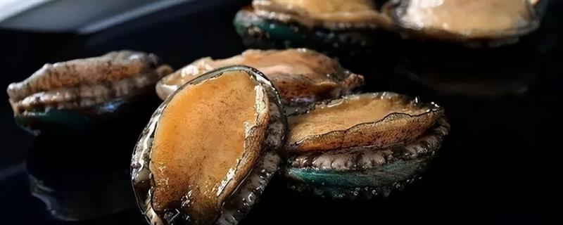 鲍鱼属于真正的鱼吗，鲍鱼不是鱼