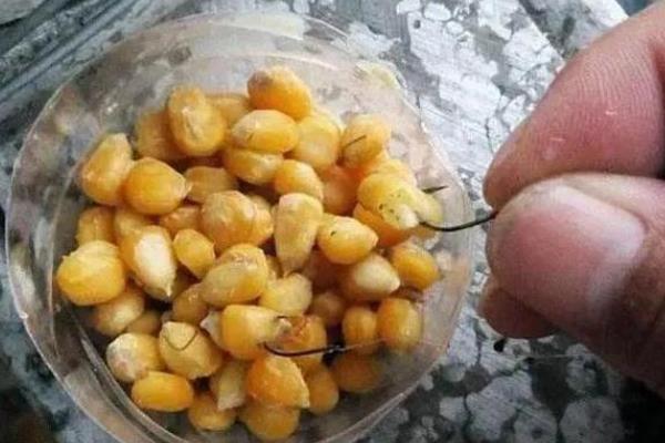 夏季钓鳊鱼的技巧，首先选择适合的钓位