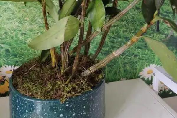 球花石斛叶子发黄怎么解决，是由于过度暴晒所致