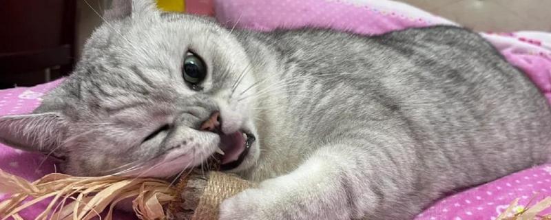 如何治疗猫咪哮喘，可采用氧疗法