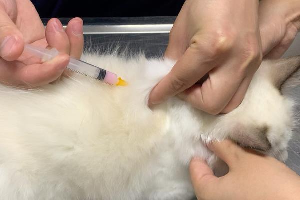 如何治疗猫咪哮喘，可采用氧疗法