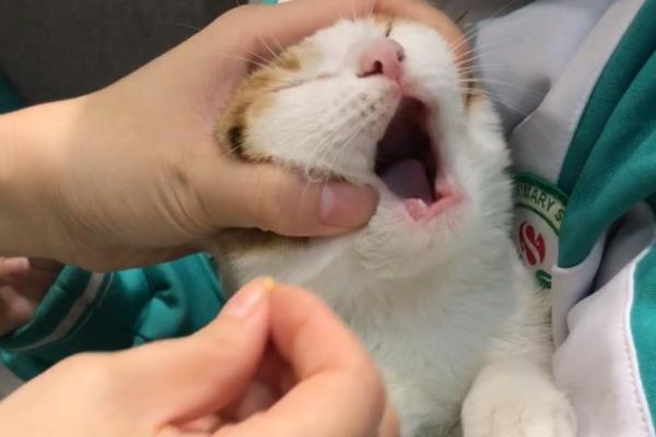 如何治疗猫咪哮喘，可采用氧疗法