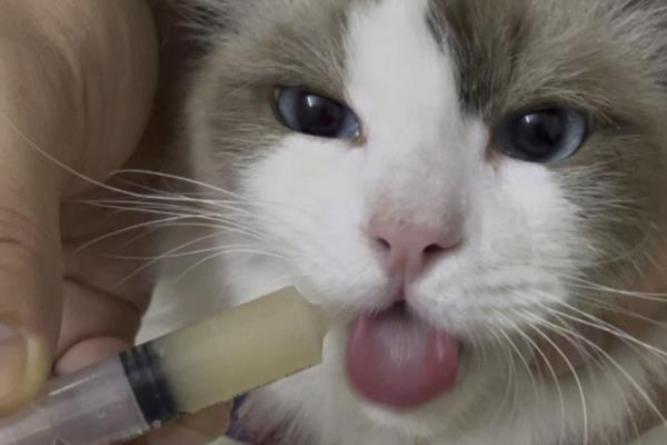 如何治疗猫咪哮喘，可采用氧疗法