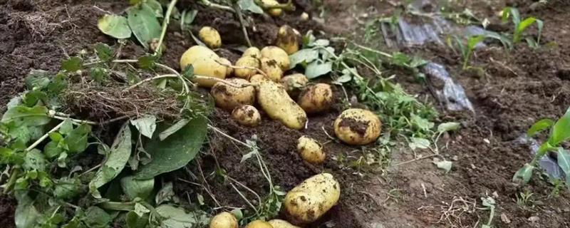 一株土豆要留几根苗，留2-3棵苗最好
