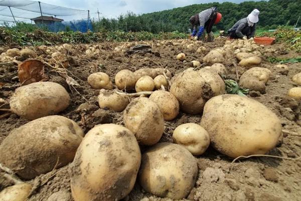 一株土豆要留几根苗，留2-3棵苗最好