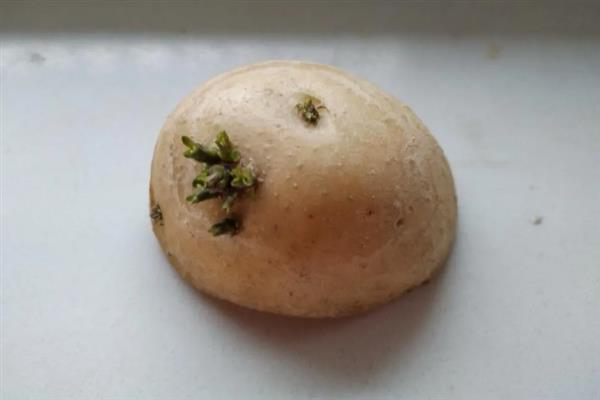 一株土豆要留几根苗，留2-3棵苗最好