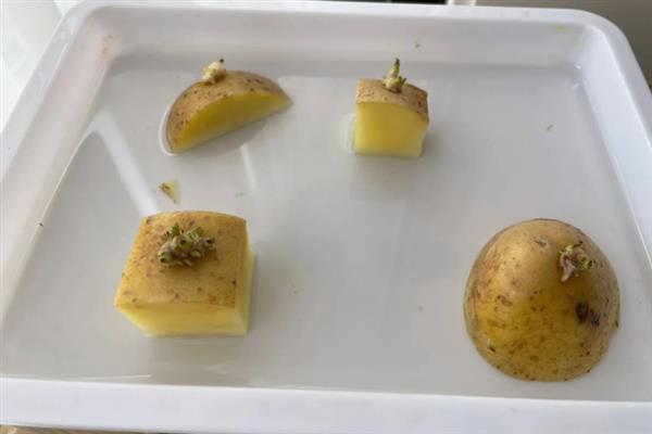 一株土豆要留几根苗，留2-3棵苗最好